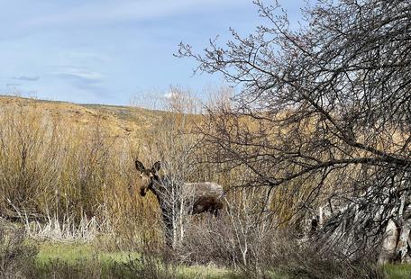 Bear River, Evanston, wy